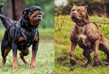 Govt Prohibits Import, Breeding, Sale of ‘Ferocious’ Dog Breeds. Here’s A Complete List