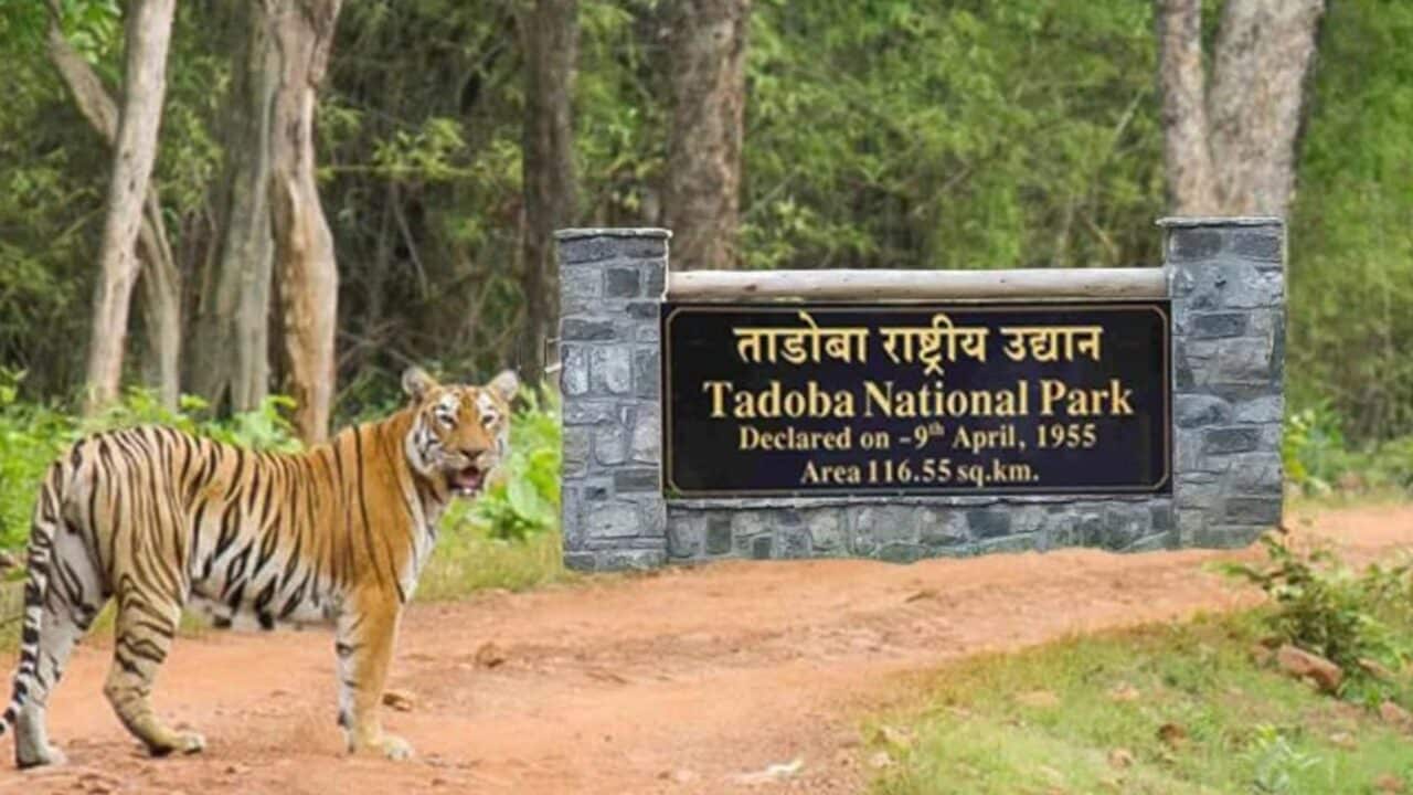 Tadoba National Park
